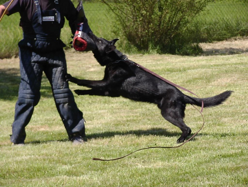 Family Protection Dogs